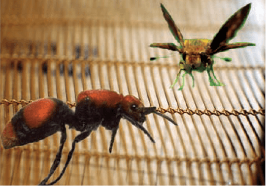 koolshade-insects